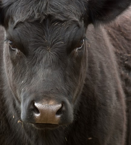 Cow-calf operations may benefit from a fabric structure.