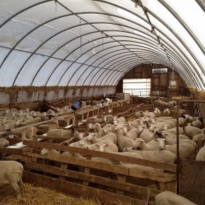 fabric structure for sheep housing